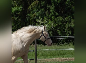 Hungarian Sport Horse, Stallion, 16 years, 16 hh, Cremello