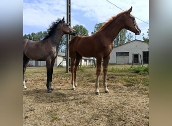 Hungarian Sport Horse, Stallion, Foal (04/2025), 13,2 hh, Chestnut-Red