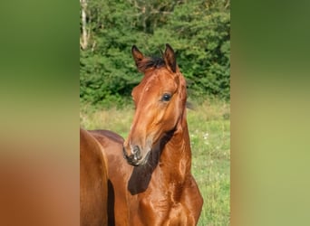 Ungarisches Sportpferd, Hengst, Fohlen (01/2024), 15 hh, Rotbrauner