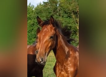 Ungarisches Sportpferd, Hengst, Fohlen (01/2024), 15 hh, Rotbrauner