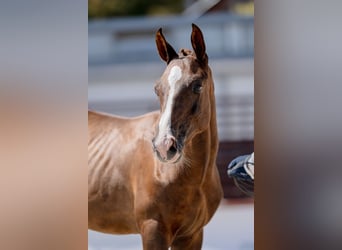 Hungarian Sport Horse, Stallion, Foal (03/2026), 17.1 hh, Chestnut