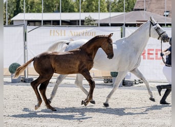 Hungarian Sport Horse, Stallion, Foal (03/2026), 17.1 hh, Chestnut