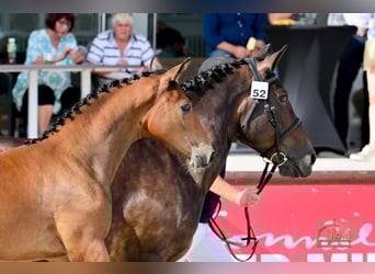 Hungarian Sport Horse, Stallion, Foal (04/2025), Bay