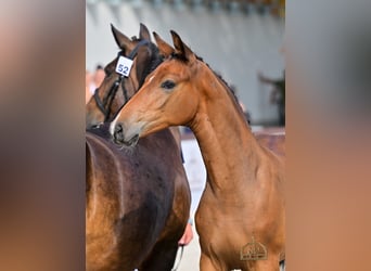 Hungarian Sport Horse, Stallion, Foal (04/2025), Bay