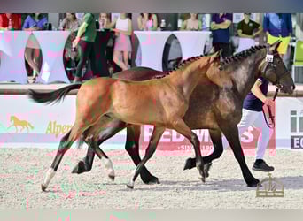 Hungarian Sport Horse, Stallion, Foal (04/2025), Bay