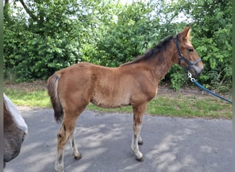 Hungarian Sport Horse Mix, Stallion, , Brown-Light
