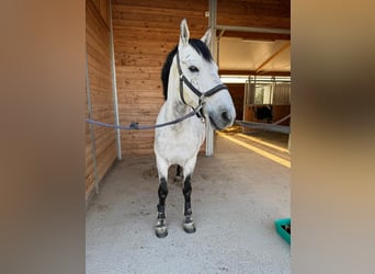 Húngaro, Caballo castrado, 10 años, 142 cm, Tordo rodado
