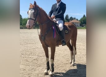 Húngaro, Caballo castrado, 10 años, 160 cm, Castaño rojizo