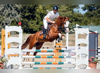 Húngaro, Caballo castrado, 10 años, 160 cm, Castaño rojizo