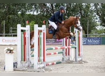 Húngaro, Caballo castrado, 10 años, 160 cm, Castaño rojizo