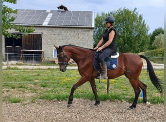 Húngaro, Caballo castrado, 10 años, 163 cm, Castaño