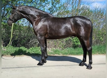 Húngaro, Caballo castrado, 10 años, 168 cm, Negro