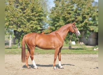 Húngaro, Caballo castrado, 10 años, 171 cm, Alazán