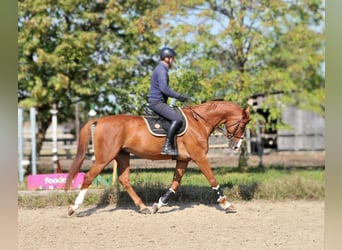 Húngaro, Caballo castrado, 10 años, 171 cm, Alazán