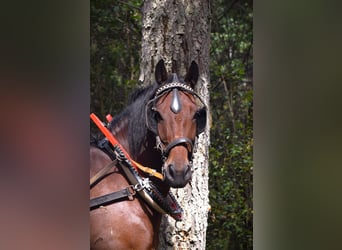 Húngaro, Caballo castrado, 11 años, 161 cm, Castaño
