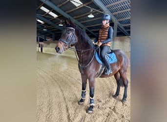 Húngaro, Caballo castrado, 11 años, 163 cm, Castaño oscuro