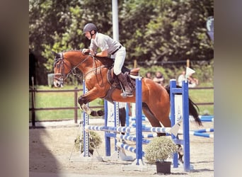 Húngaro, Caballo castrado, 11 años
