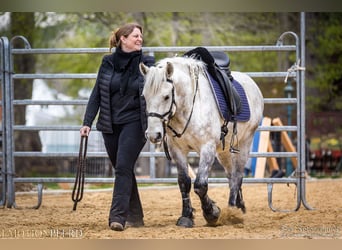 Húngaro, Caballo castrado, 12 años, 136 cm, Tordo