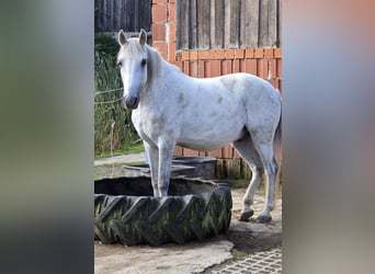 Húngaro Mestizo, Caballo castrado, 12 años, 142 cm, Tordo rodado