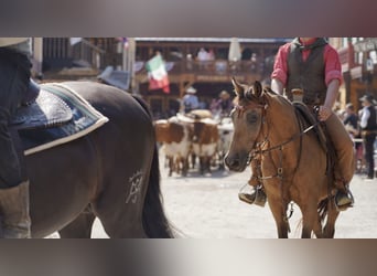 Húngaro Mestizo, Caballo castrado, 12 años, 150 cm, Bayo