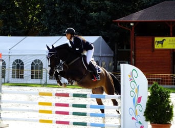 Húngaro, Caballo castrado, 12 años, 167 cm, Castaño rojizo