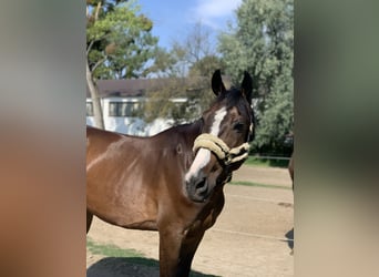 Húngaro, Caballo castrado, 12 años, 167 cm, Castaño rojizo