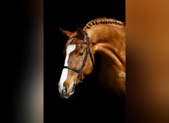 Húngaro, Caballo castrado, 12 años, 168 cm, Alazán-tostado