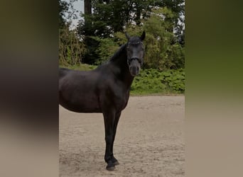 Húngaro, Caballo castrado, 12 años, 168 cm, Negro