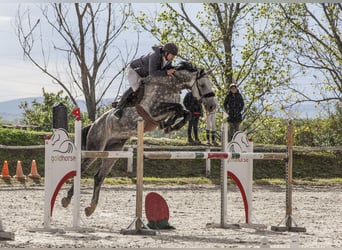 Húngaro, Caballo castrado, 12 años, 175 cm, Tordo
