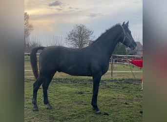 Húngaro, Caballo castrado, 13 años, 165 cm, Tordo