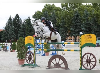 Húngaro, Caballo castrado, 13 años, 170 cm, Tordo