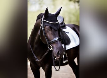 Húngaro Mestizo, Caballo castrado, 14 años, 154 cm, Negro