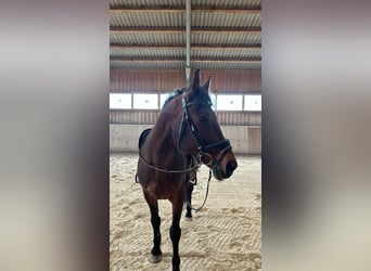 Húngaro, Caballo castrado, 14 años, 165 cm, Castaño