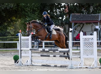 Húngaro, Caballo castrado, 14 años, 167 cm, Castaño