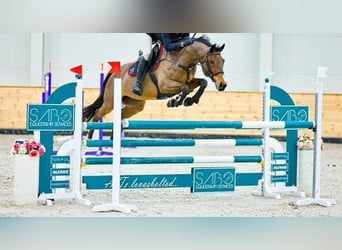 Húngaro, Caballo castrado, 14 años