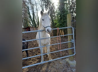 Húngaro, Caballo castrado, 15 años, 150 cm, Tordo rodado
