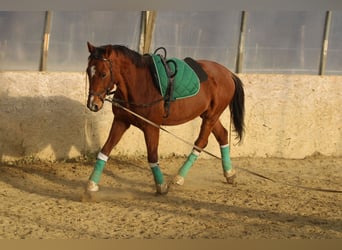 Húngaro, Caballo castrado, 15 años, 167 cm, Castaño rojizo