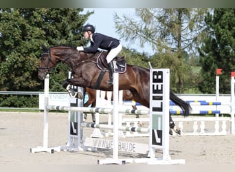 Húngaro, Caballo castrado, 16 años, 168 cm, Castaño oscuro