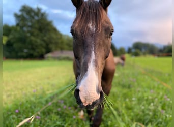 Húngaro, Caballo castrado, 17 años, 150 cm, Castaño