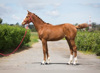 Húngaro, Caballo castrado, 1 año, Alazán