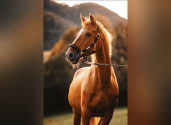 Húngaro, Caballo castrado, 20 años, 165 cm, Alazán