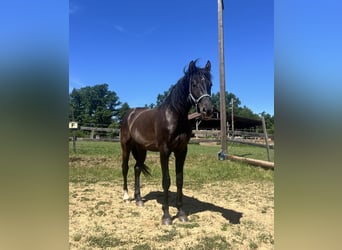 Húngaro Mestizo, Caballo castrado, 2 años, 160 cm, Negro