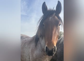 Húngaro, Caballo castrado, 3 años, 153 cm, Castaño-ruano