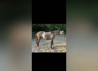 Húngaro, Caballo castrado, 3 años, 161 cm, Tordo rodado