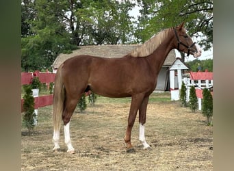 Húngaro, Caballo castrado, 3 años, 168 cm, Alazán rojizo