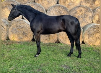 Húngaro, Caballo castrado, 3 años, 171 cm, Negro