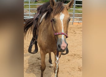 Húngaro Mestizo, Caballo castrado, 4 años, 143 cm, Bayo