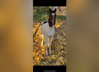 Húngaro Mestizo, Caballo castrado, 4 años, 143 cm, Pío