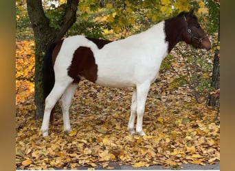 Húngaro Mestizo, Caballo castrado, 4 años, 143 cm, Pío