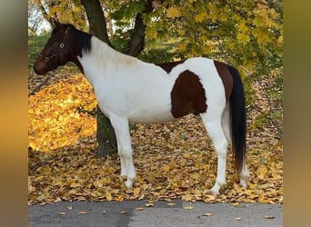 Húngaro Mestizo, Caballo castrado, 4 años, 143 cm, Pío